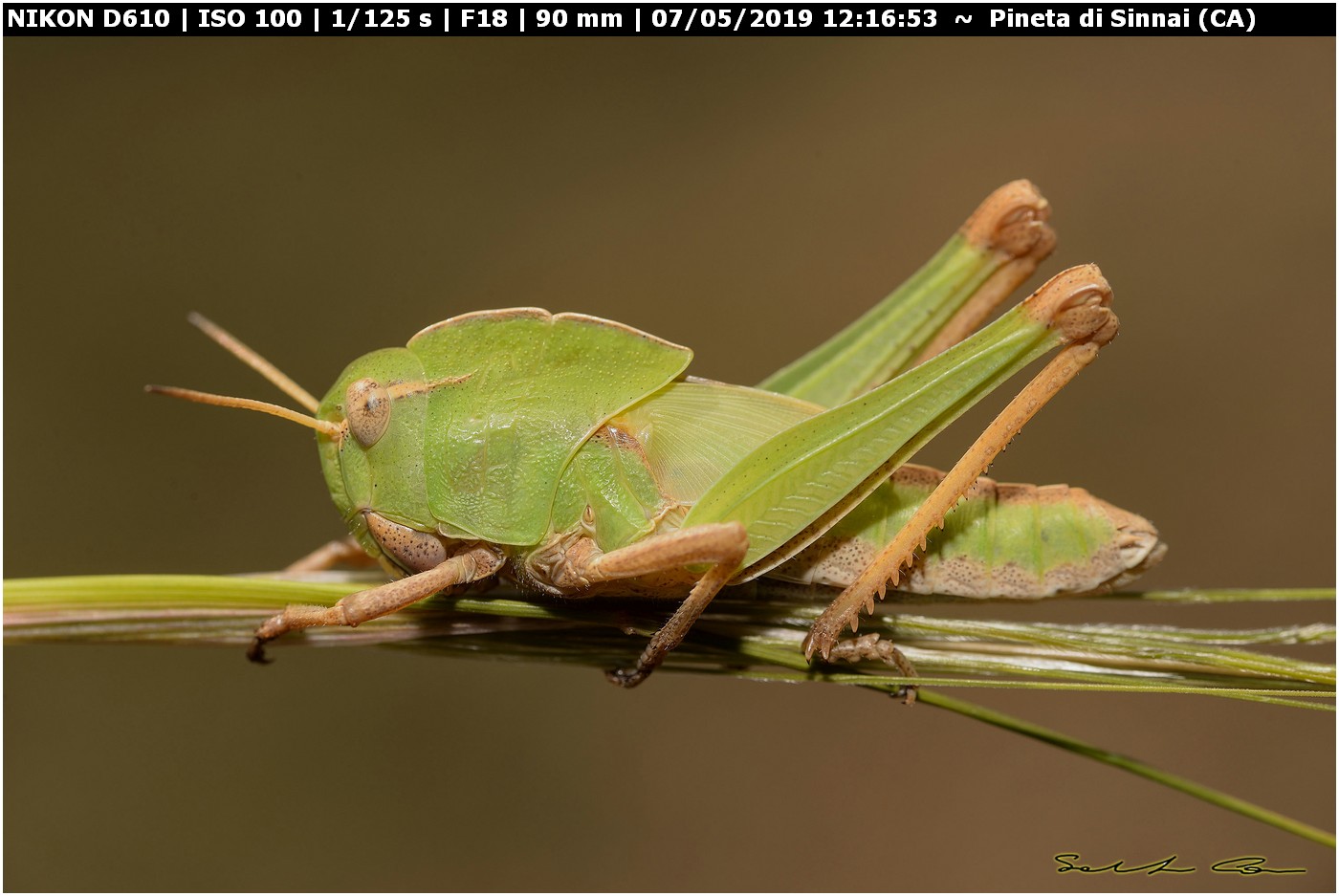 Ninfa di ...Locusta migratoria